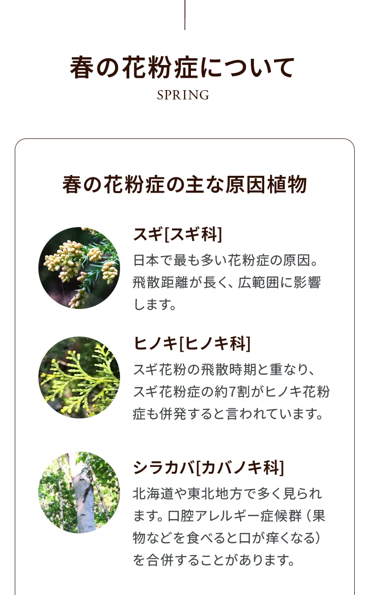 春の花粉症の主な原因植物。スギ、ヒノキ、シラカバの特徴と影響範囲についての解説。