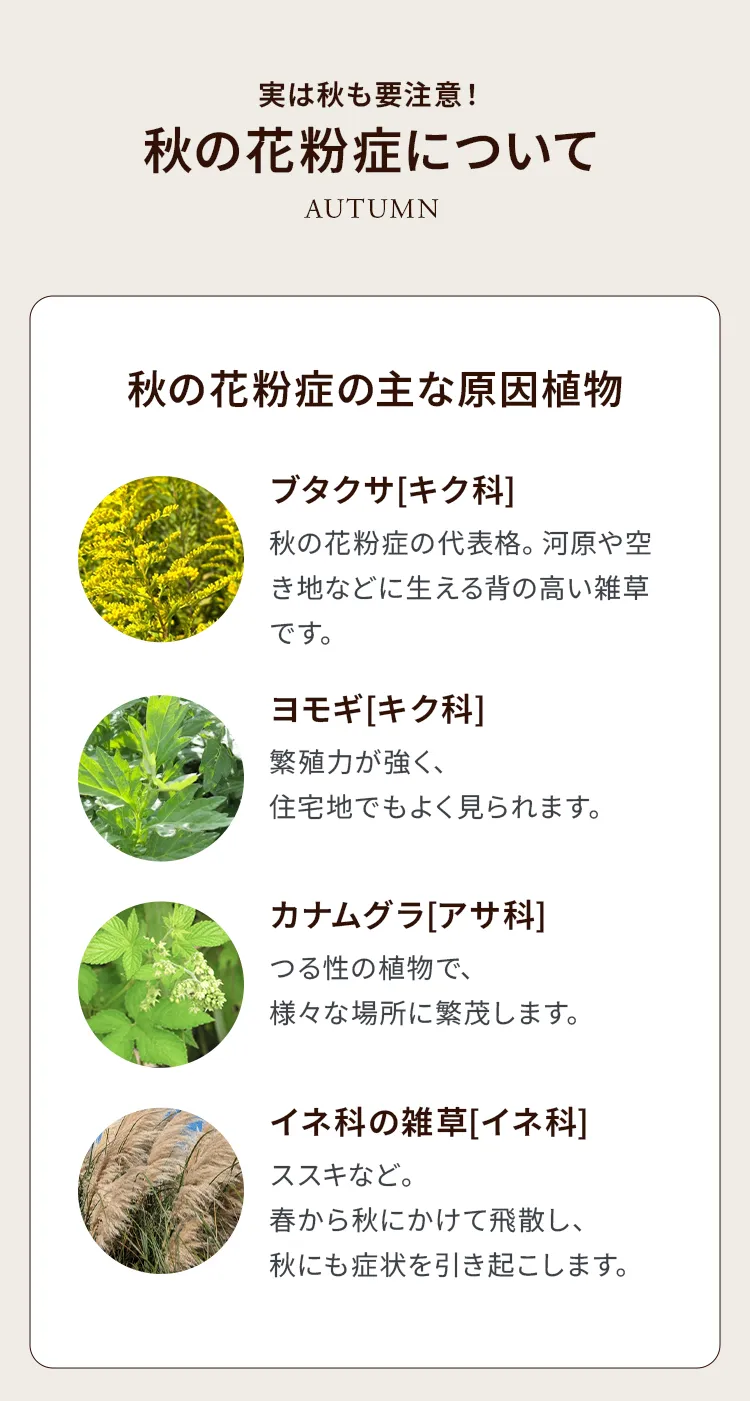 秋の花粉症の主な原因植物。ブタクサ、ヨモギ、カナムグラ、イネ科の雑草についての解説。